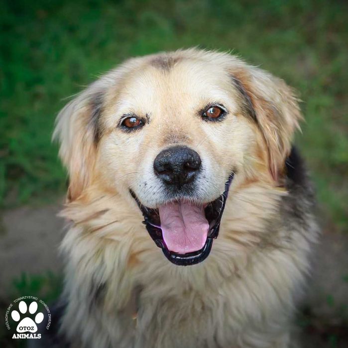 Kudłaty Pilot - cudowny pies do adopcji!