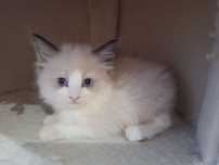Ragdoll- dziewczynka seal bicolor