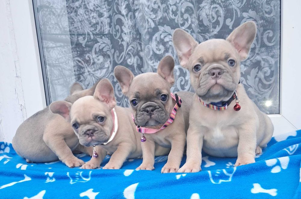 Французькі булочки.