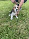 Beagle tricolor szczeniak