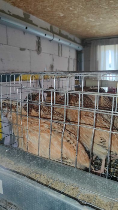 Перепела фенікс техас