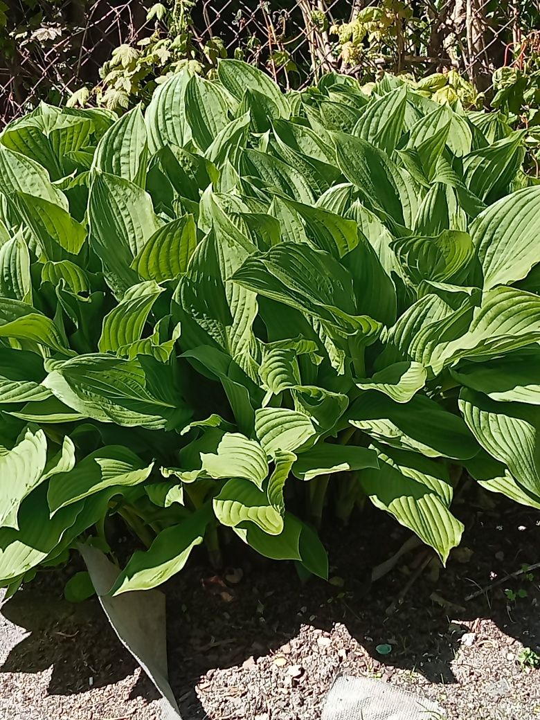 Hosta funkia z własnego ogrodu odmiana wysoka