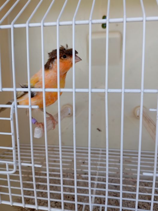 Canários Arlequim Português e Timbrado Espanhol