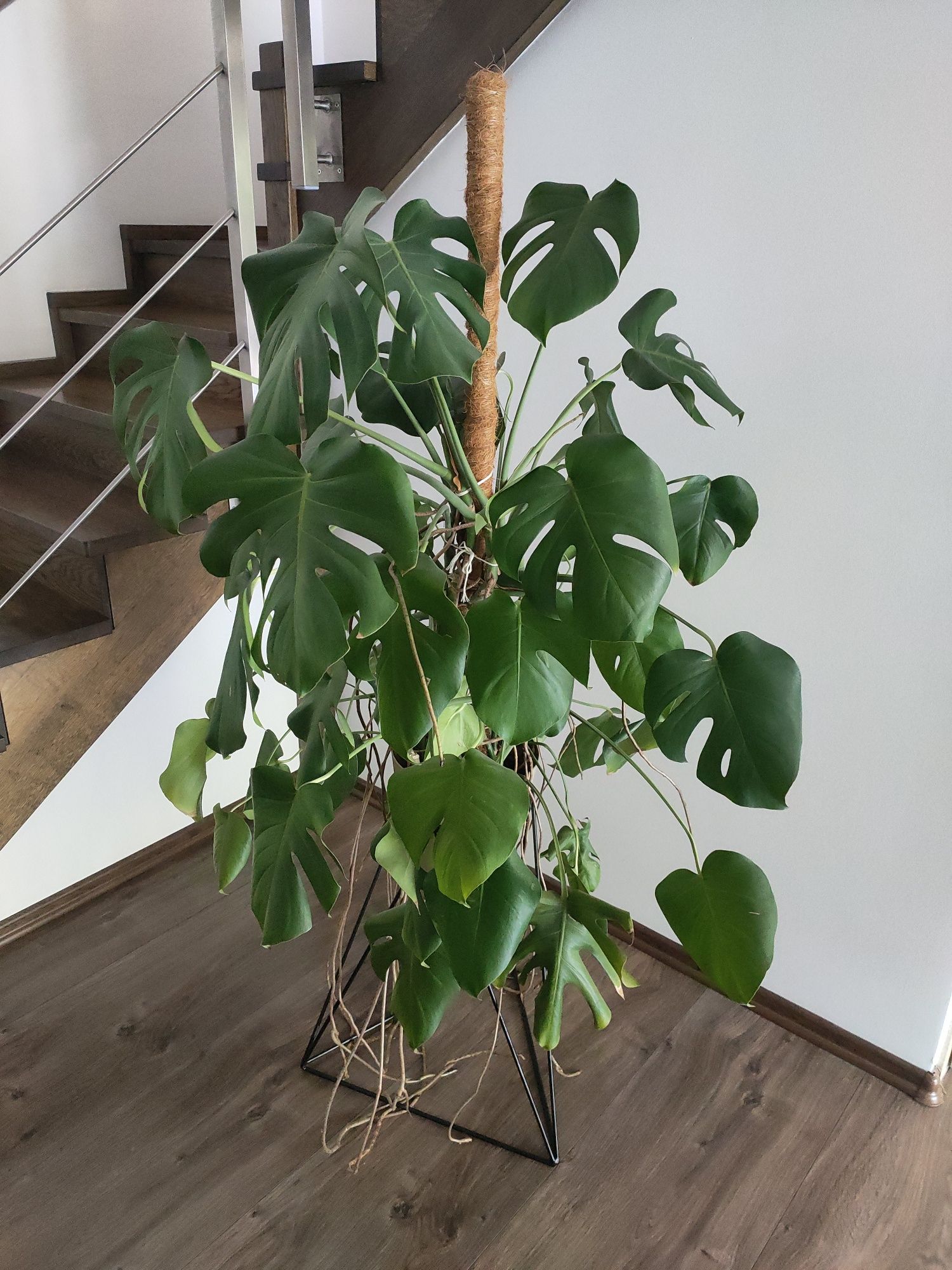 Monstera duży kwiat