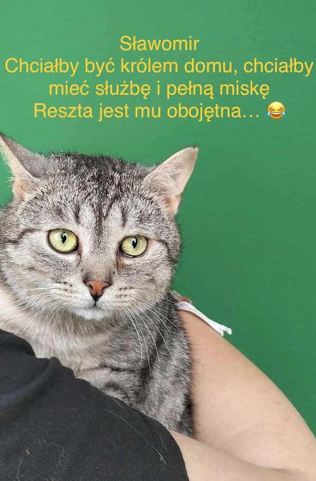 Nasze kociaki czekają na domy