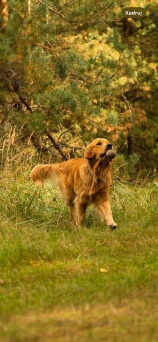 Golden Retriever FCI zapowiedź miotu. Wiosna 2026r.
