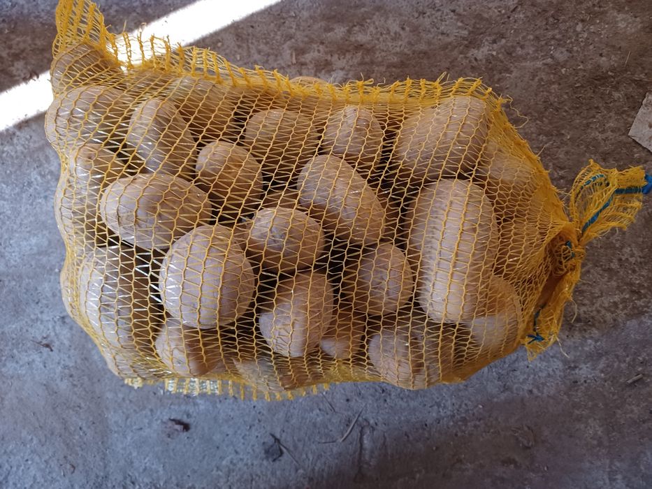 Ziemniaki jadalne Soraya, smaczne i świeże