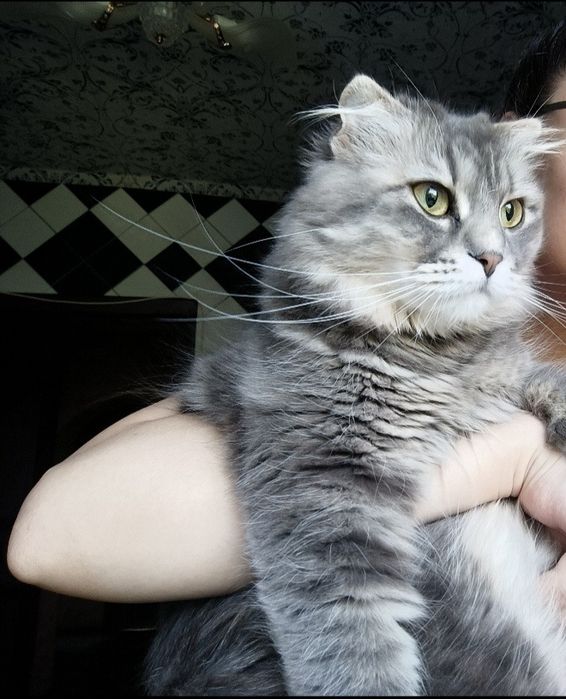 Шерсть для валяния