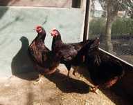 vendo pintos e frangos de galinhas raça Rhode Island Red