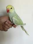 Papagaio Ringneck Bebê/Selvagem