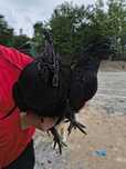 Ayam cemani pary dorosłe