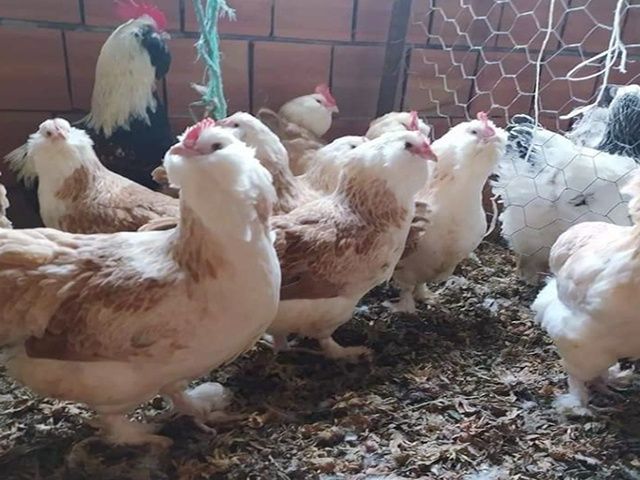 Яйце для інкубації, курчата, Фавероль - лоcоceвa.