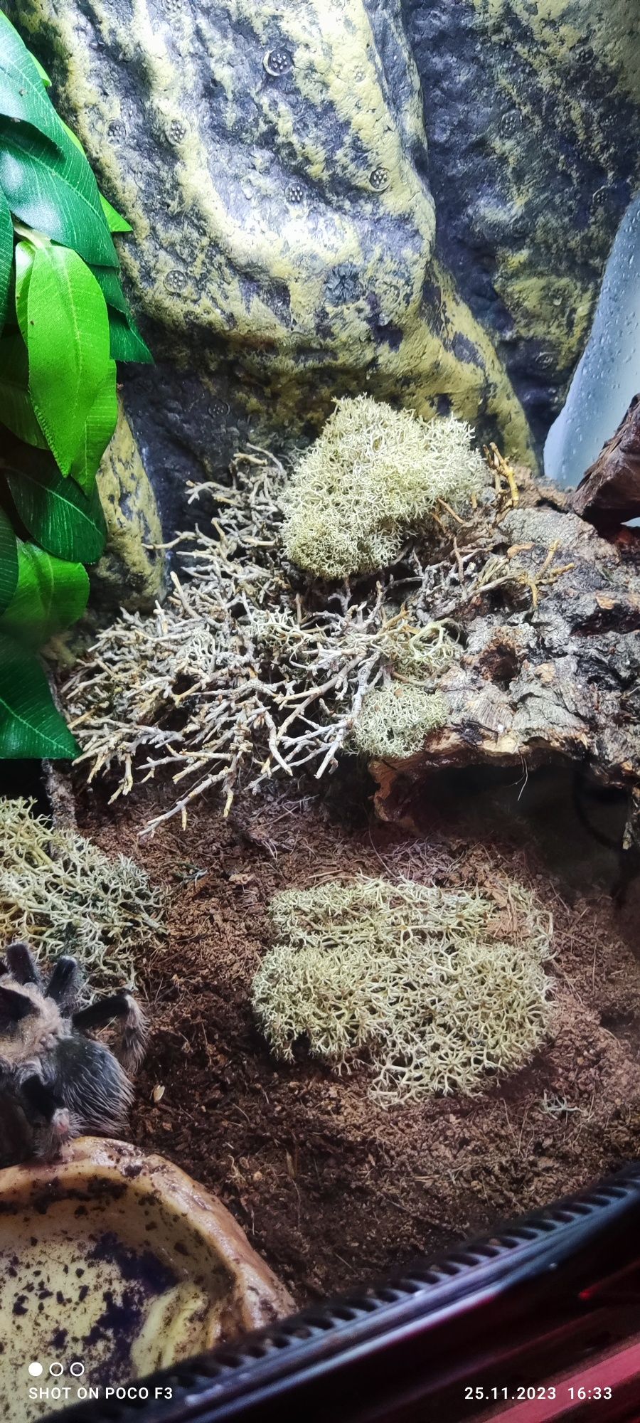 Terrarium Exo Terra Mini Wide 30x30x30, Ikea Kallax, Led