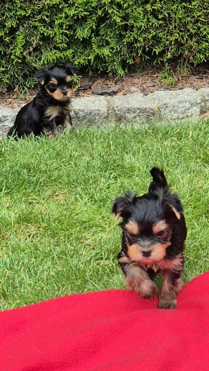 Yorkshire Terrier York ZKwP FCI rasowy po championach