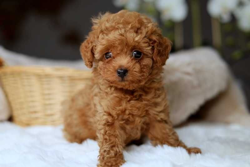 Pudel Toy SUCZKA Red XXS