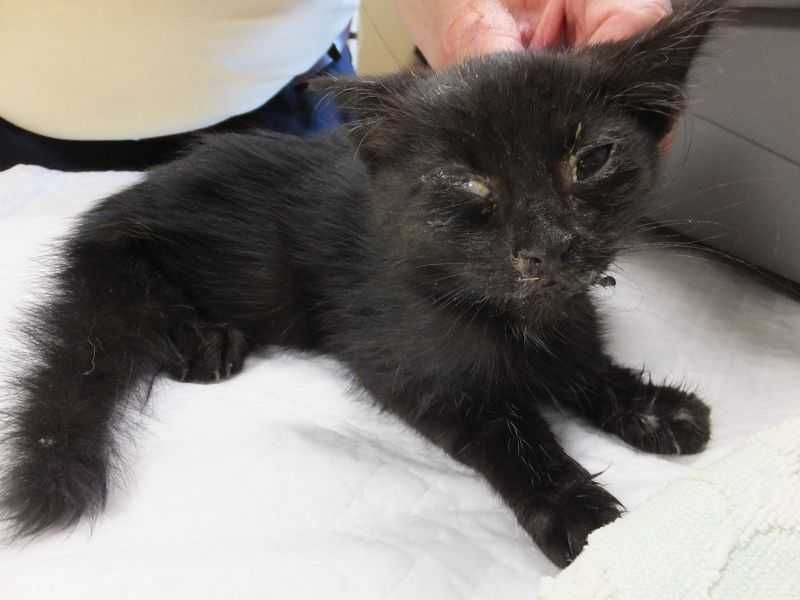 SZPINAK młodziutki kocurek czarny do adopcji