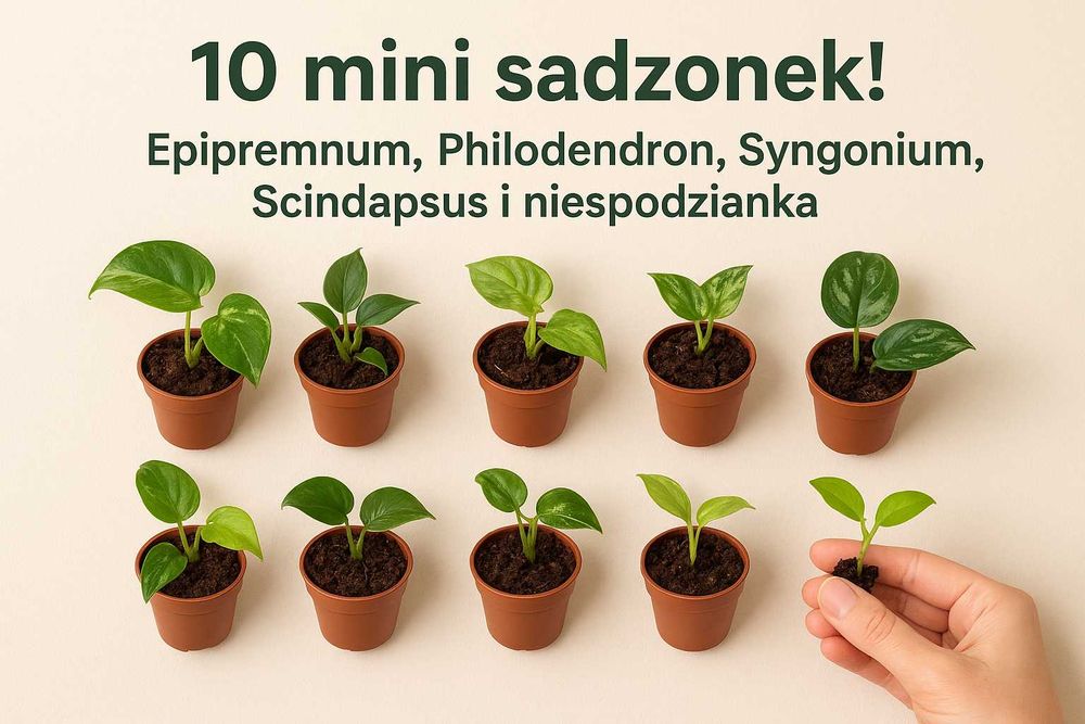 10 mini sadzonek epipremnum filodendron scindapsus syngonium