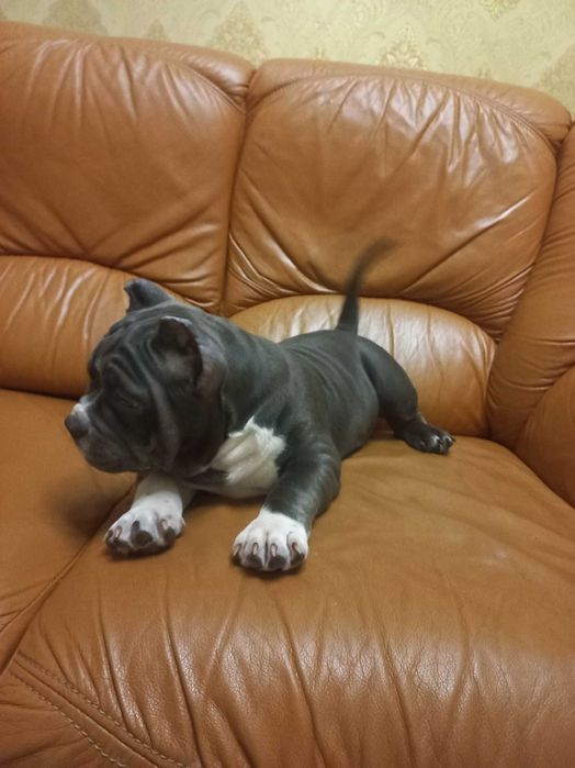 Потужні хлопчики американського буллі