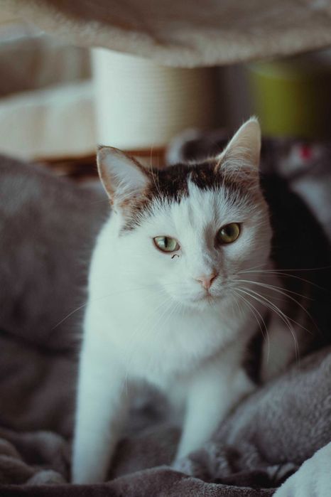 Cheetoska wyjątkowa koteczka