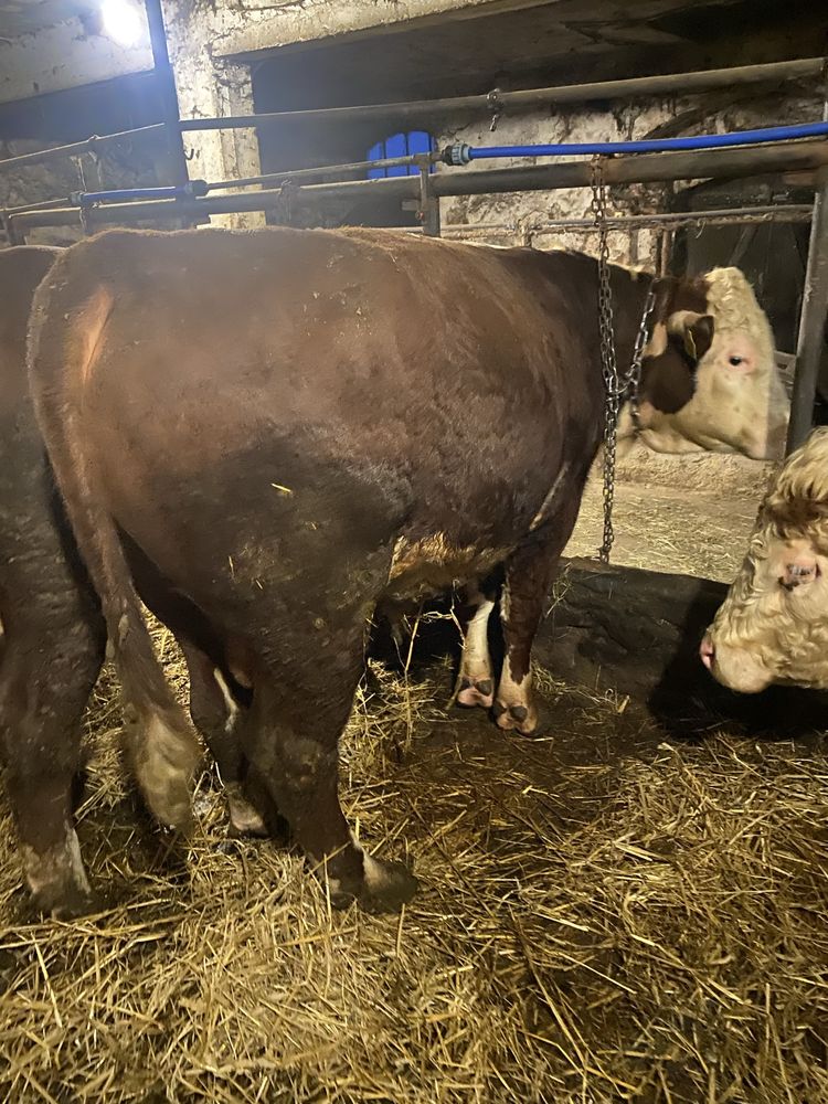 Byki 100% hereford