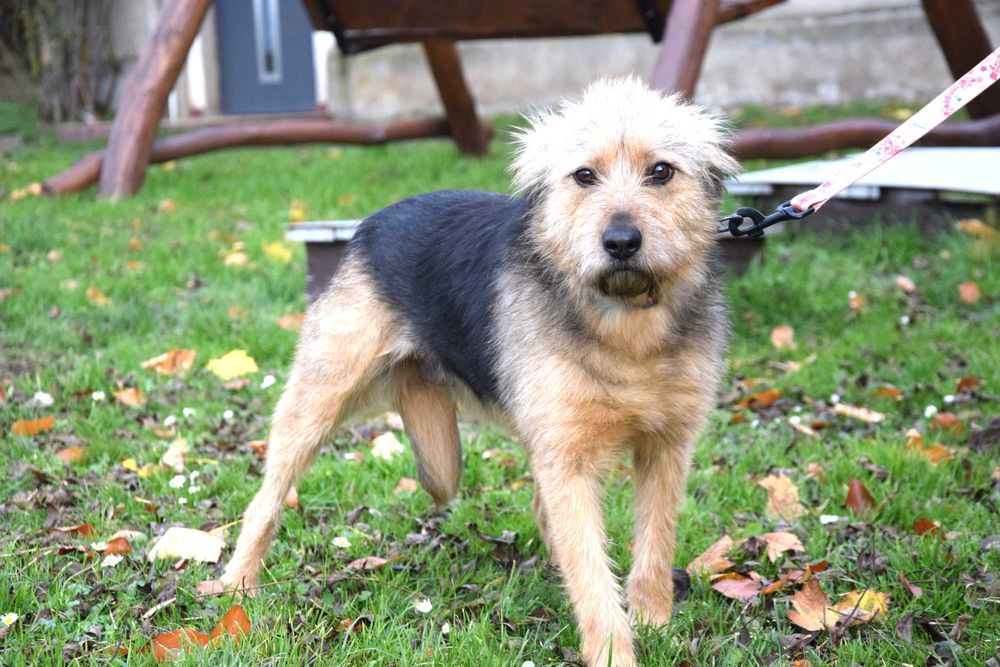 Śliczna, młodziutka, przekochana, porzucona sunia prosi o dom