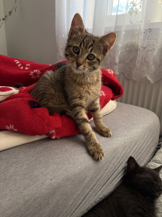 Kotki szukają nowego domu