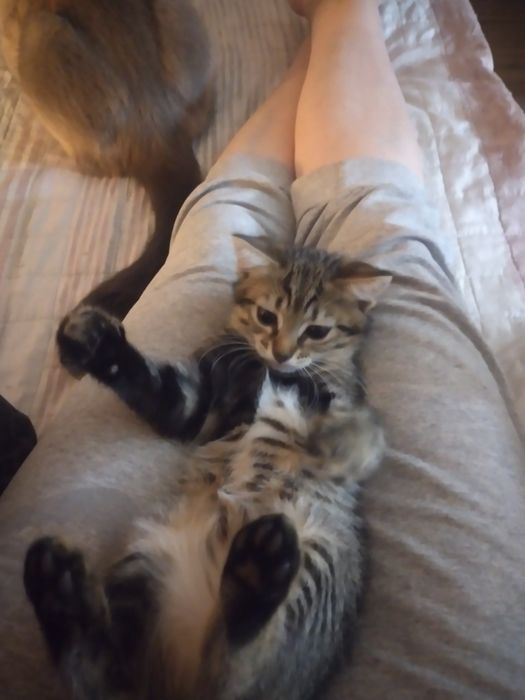 Віддам в гарні руки