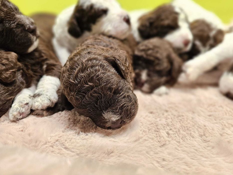 Lagotto Romagnolo FCI – biało-brązowy piesek, miot STRANGER, Trufflove