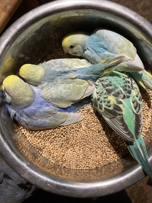 Faliste tęczowe mlode