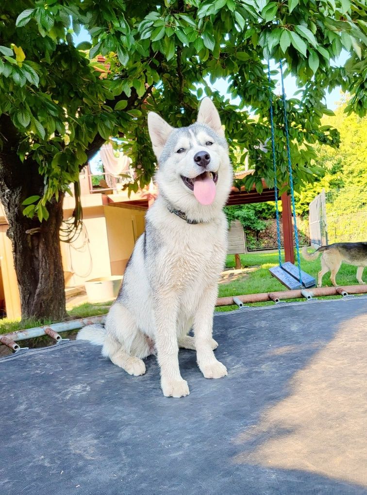 Śliczna sunia Hati Siberian Husky zkwp fci