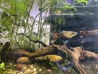 Guppies sortidos - diversas cores