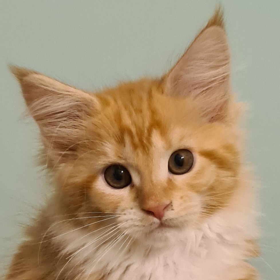 Prześliczna ruda kotka