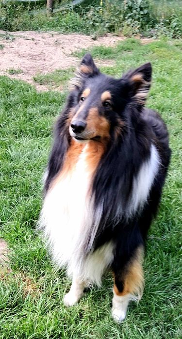 Gotowa Do odbioru -Sunia Owczarek Szkocki długowłosy Collie