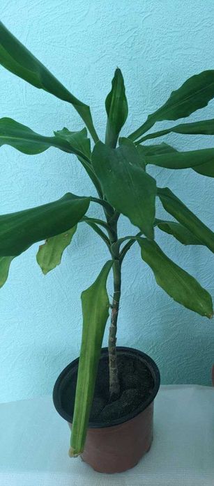 Драцена кімнатна