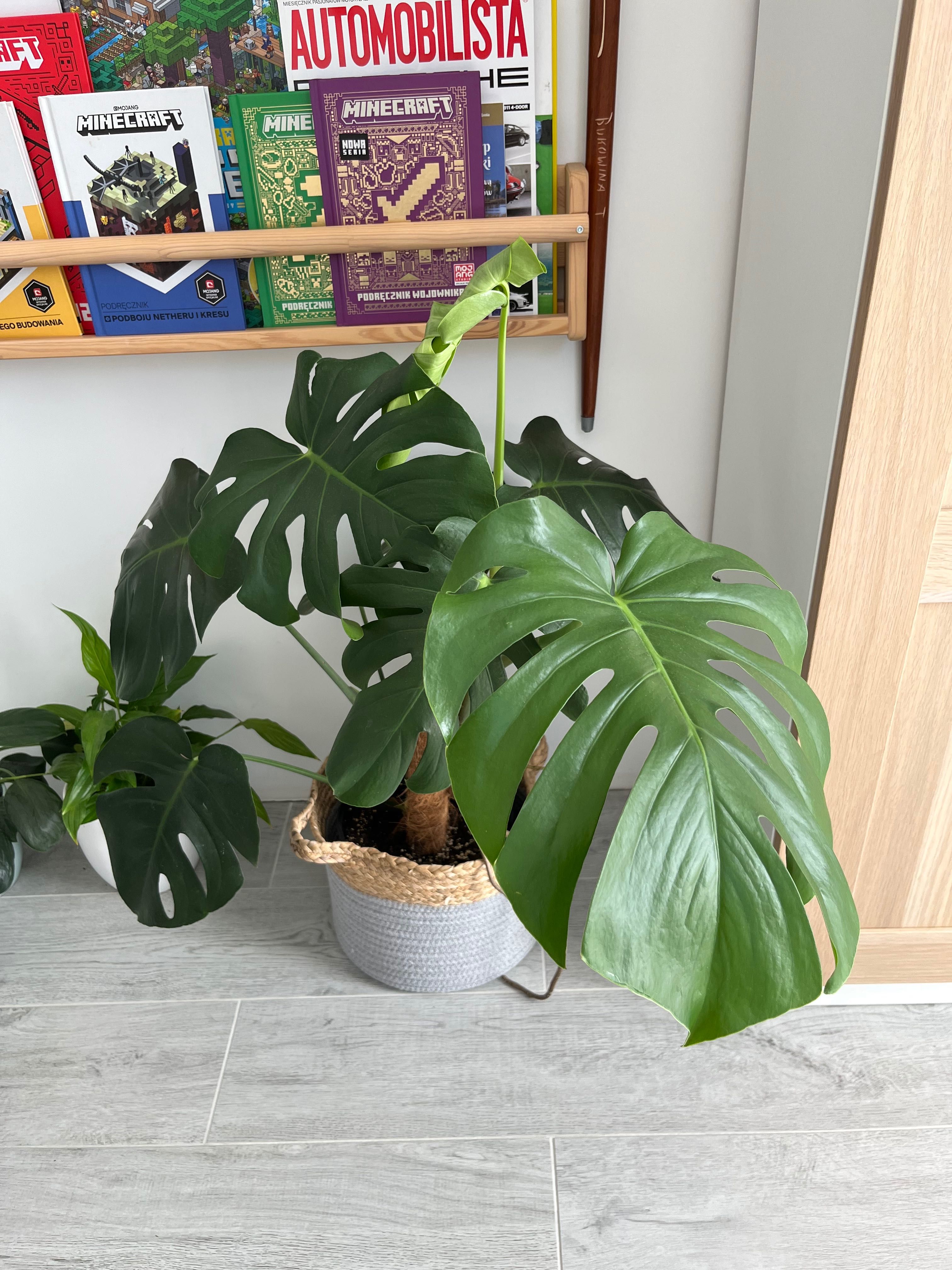 Monstera dziurawa Deliciosa