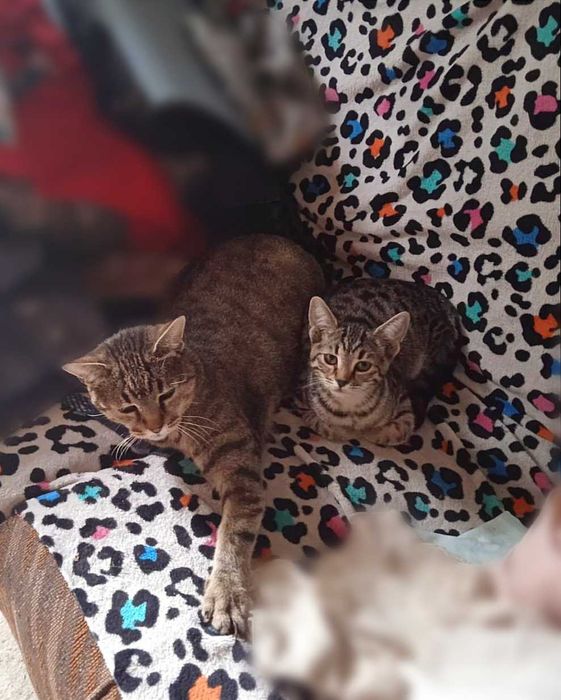 Смугаста красуня, активна, з характером