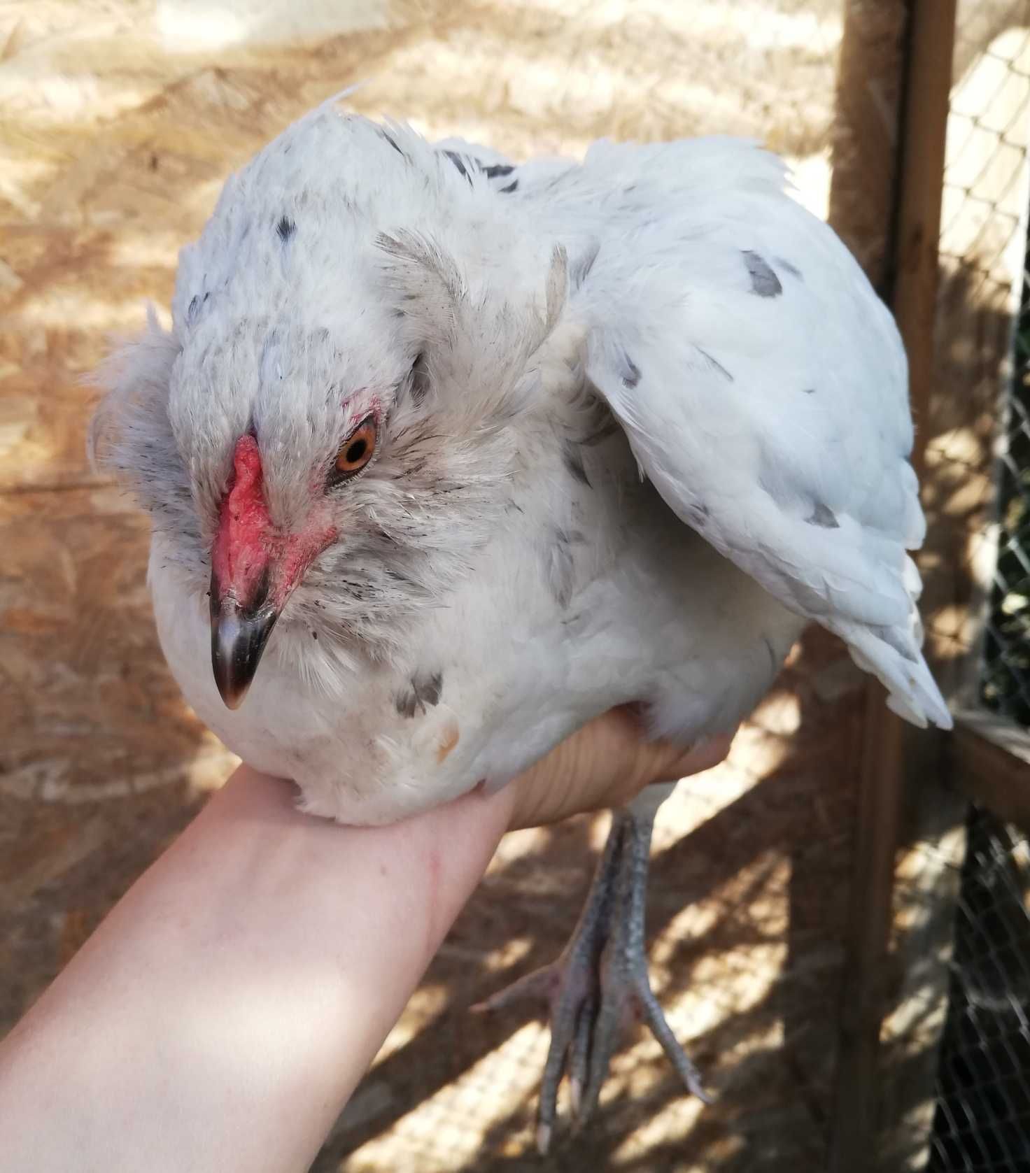 Araucany araucana kura kurka