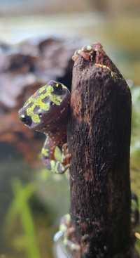 Traszka marmurkowa Triturus marmoratus