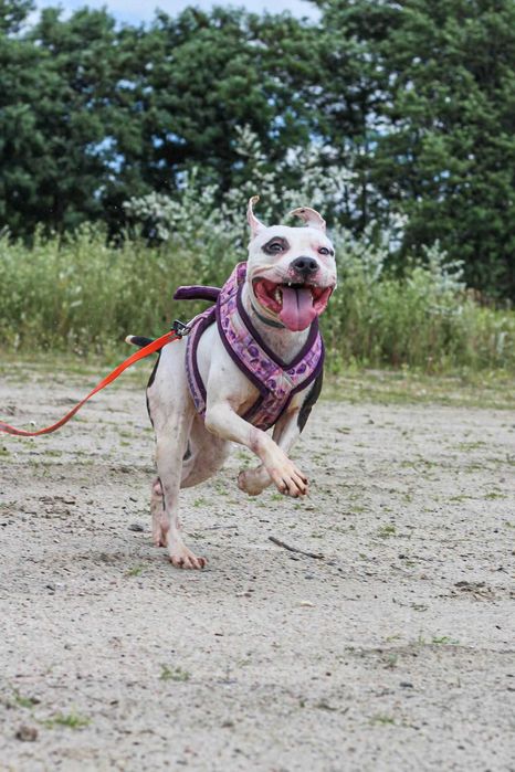 Dziś Lima jest gotowa - szukamy dla niej domu!