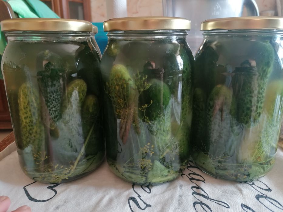 Ogórki kiszone 2025