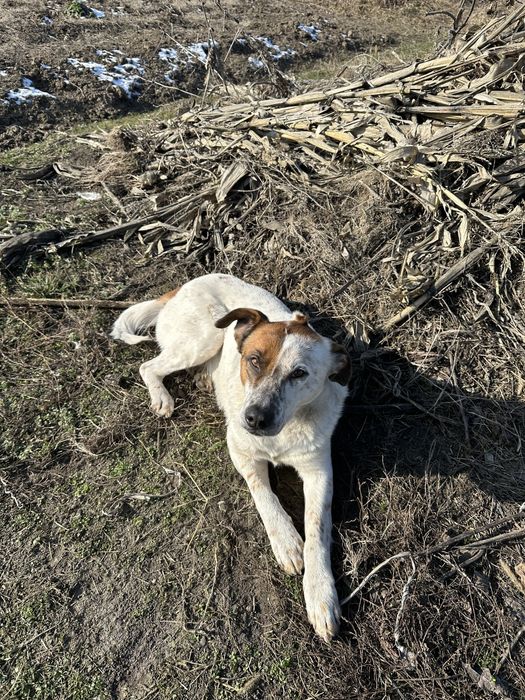 Загубився собака