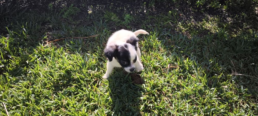 Chihuahua disponível para entrega imediata