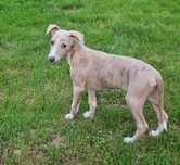 Whippet - błękitno pręgowany kawaler