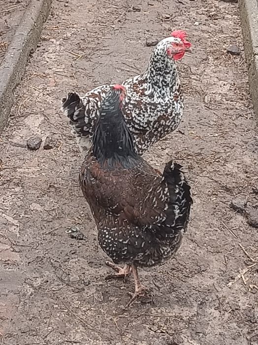 Лівенська ситцева.   Яйця інкубаційні