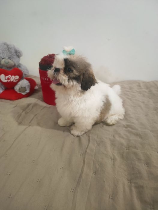 Shihtzu Cudny Chłopiec*Gizmo*Rodowód Chip