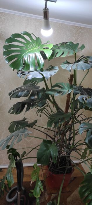 Монстера делікатесна.