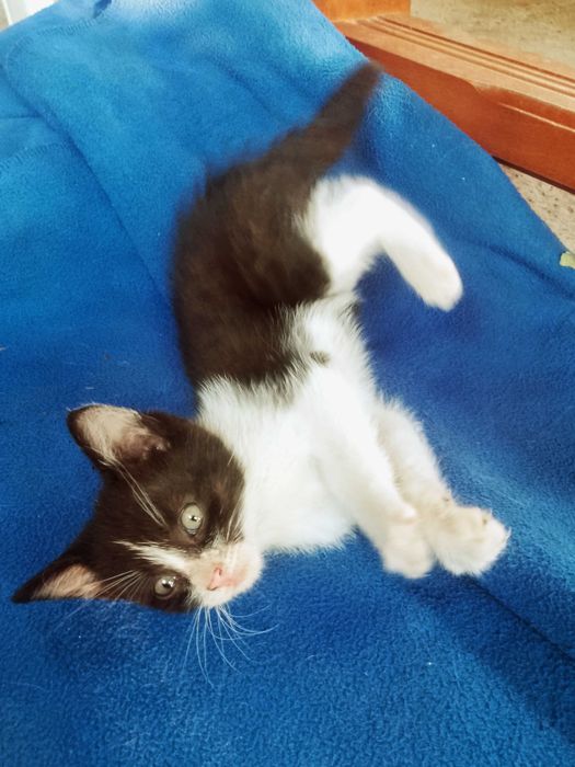 Słodziaki kociaki zapraszają do adopcji! :) Okolice Nowego Sącza!