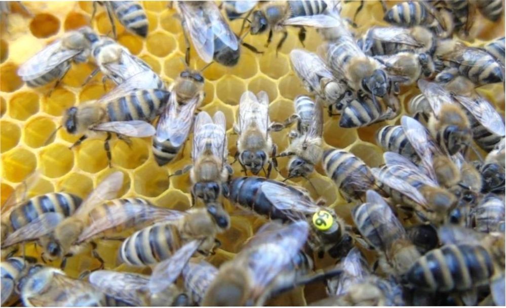 Бджоломатки Карніка Тройзек 07 F>1 (Troiseck l-07 )матка, бджоли