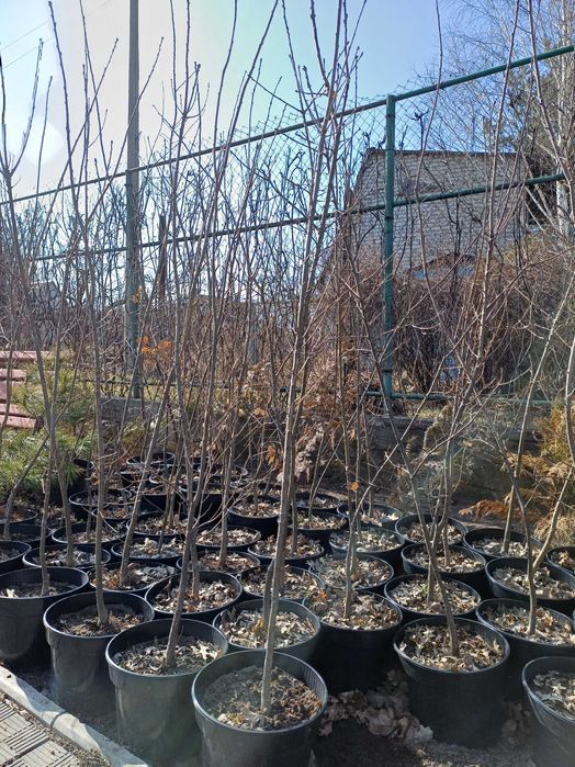 Дуб черешчатий в контейнері.