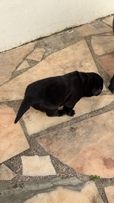 Labrador preto femea com Lop